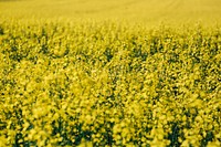 Field of rapeseed flowers. Visit <a href="https://kaboompics.com/" target="_blank">Kaboompics</a> for more free images.