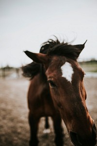 Closeup of a brown horse in a field. Visit <a href="https://kaboompics.com/" target="_blank">Kaboompics</a> for more free images.
