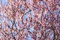 Pink blossoms on a tree in spring. Visit <a href="https://kaboompics.com/" target="_blank">Kaboompics</a> for more free images.