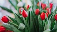 Red tulip wallpaper, spring flower desktop background