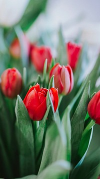 Tulip flower mobile wallpaper, spring phone background