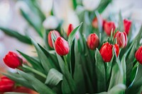 Close up of red tulips. Visit <a href="https://kaboompics.com/" target="_blank">Kaboompics</a> for more free images.