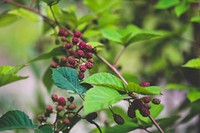 Mulberry fruit on a tree branch. Visit <a href="https://kaboompics.com/" target="_blank">Kaboompics</a> for more free images.