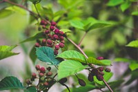 Mulberry fruit on a tree branch. Visit Kaboompics for more free images.