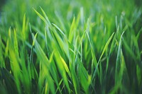Closeup of grass. Visit <a href="https://kaboompics.com/" target="_blank">Kaboompics</a> for more free images.
