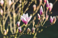 Magnolia flowers in bloom. Visit <a href="https://kaboompics.com/" target="_blank">Kaboompics</a> for more free images.