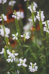 White little flowers. Visit <a href="https://kaboompics.com/" target="_blank">Kaboompics</a> for more free images.