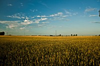 Field of barley in the summer. Visit <a href="https://kaboompics.com/" target="_blank">Kaboompics</a> for more free images.