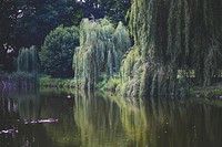 River through a park in Poland. Visit Kaboompics for more free images.