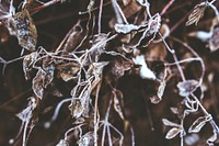 Bushes covered in frost. Visit Kaboompics for more free images.