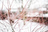 Bushes covered in frost. Visit <a href="https://kaboompics.com/" target="_blank">Kaboompics</a> for more free images.