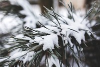 Pine tree covered with snow. Visit <a href="https://kaboompics.com/" target="_blank">Kaboompics</a> for more free images.