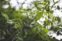 Leaves on tree branches. Visit <a href="https://kaboompics.com/" target="_blank">Kaboompics</a> for more free images.