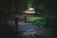 Walkway through the forest. Visit <a href="https://kaboompics.com/" target="_blank">Kaboompics</a> for more free images.
