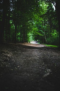 Walkway through the forest. Visit <a href="https://kaboompics.com/" target="_blank">Kaboompics</a> for more free images.
