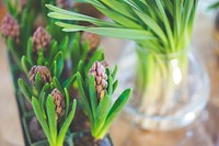 Young hyacinth bulbs. Visit Kaboompics for more free images.