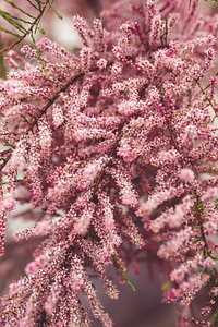 Tree in bloom with pink flowers. Visit <a href="https://kaboompics.com/" target="_blank">Kaboompics</a> for more free images.