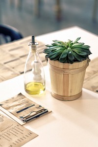 Small succulent on a table. Visit <a href="https://kaboompics.com/" target="_blank">Kaboompics</a> for more free images.
