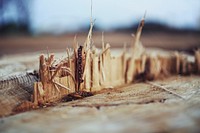 Close up of a wooden stump. Visit <a href="https://kaboompics.com/" target="_blank">Kaboompics</a> for more free images.