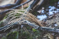Dried grass in the forest. Visit <a href="https://kaboompics.com/" target="_blank">Kaboompics</a> for more free images.