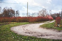 Dirt road lined by red bushes. Visit <a href="https://kaboompics.com/" target="_blank">Kaboompics</a> for more free images.