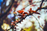 Closeup of a tree branch with leaves. Visit <a href="https://kaboompics.com/" target="_blank">Kaboompics</a> for more free images.