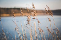 Sea grass by a lake. Visit Kaboompics for more free images.
