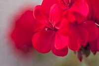 Close up of Geraniums flowers. Visit Kaboompics for more free images.