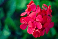 Close up of Geraniums flowers. Visit <a href="https://kaboompics.com/" target="_blank">Kaboompics</a> for more free images.