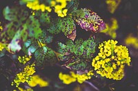 Mahonia aquifolium flowers. Visit <a href="https://kaboompics.com/" target="_blank">Kaboompics</a> for more free images.
