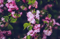 Pink flowers in bloom. Visit Kaboompics for more free images.