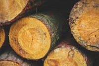 Close up of fresh cut logs. Visit Kaboompics for more free images.