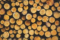 Close up of fresh cut logs. Visit Kaboompics for more free images.