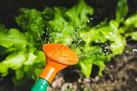 Watering the vegetables. Visit <a href="https://kaboompics.com/" target="_blank">Kaboompics</a> for more free images.
