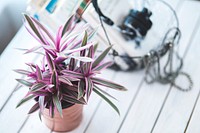 Purple houseplant. Visit <a href="https://kaboompics.com/" target="_blank">Kaboompics</a> for more free images.