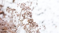 Dead flowers desktop wallpaper winter background, beautiful HD image