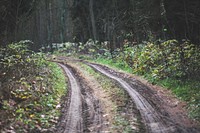 Tracks through a forest. Visit <a href="https://kaboompics.com/" target="_blank">Kaboompics</a> for more free images.