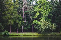 Forest by a lake. Visit <a href="https://kaboompics.com/" target="_blank">Kaboompics</a> for more free images.