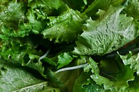 Closeup of lettuce. Visit <a href="https://kaboompics.com/" target="_blank">Kaboompics</a> for more free images.