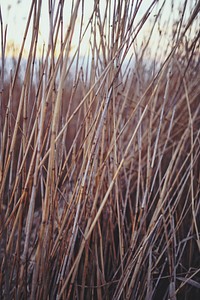Sea grass by a lake. Visit <a href="https://kaboompics.com/" target="_blank">Kaboompics</a> for more free images.