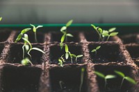 Sprouts in a vegetable garden