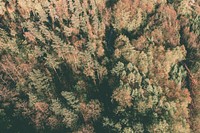 Aerial view of pine forest