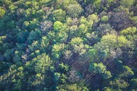 Aerial view of pine forest