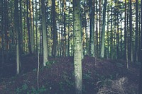German forest