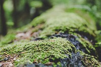 Moss growing on a log
