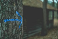 Blue arrow on a tree