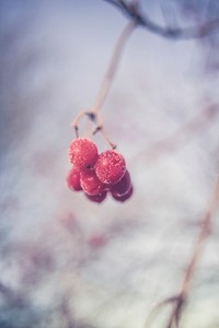 Snowflakes on red berries