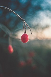 Snowflakes on red berries