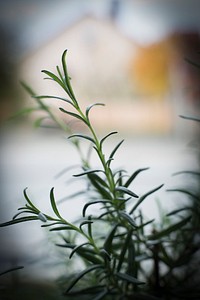 Rosemary leaves