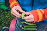 Boy picking snap peas